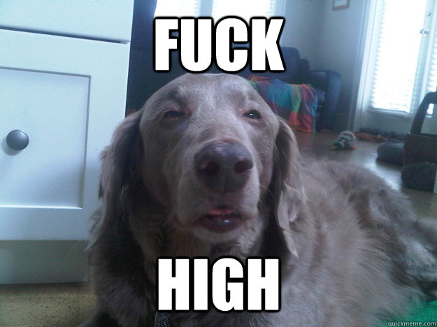 fuck high - 10 Dog