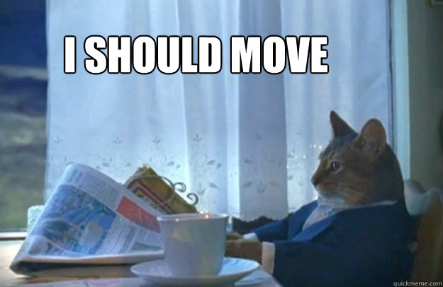 i should move - Sophisticated Cat