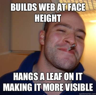 Builds web at face height Hangs a leaf on it making it more - GoodGuyGreg