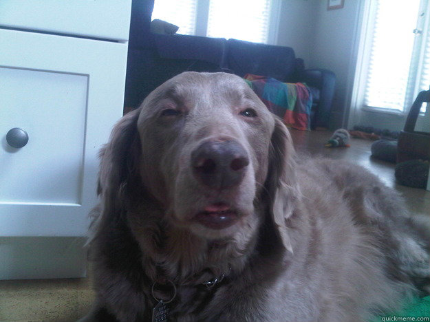 60 - 10 Dog