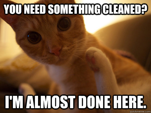 you need something cleaned im almost done here - Clean Cat Likes to Clean