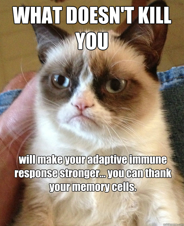 what doesnt kill you will make your adaptive immune respons - Grumpy Cat