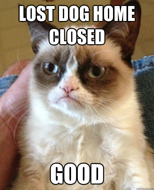 lost dog home closed good - Grumpy cat