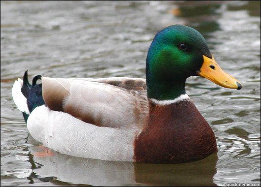 60 - Actual Advice Mallard