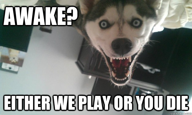 awake either we play or you die - Overly Attached Dog