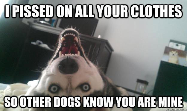 i pissed on all your clothes so other dogs know you are mine - Over Obsessive Dog