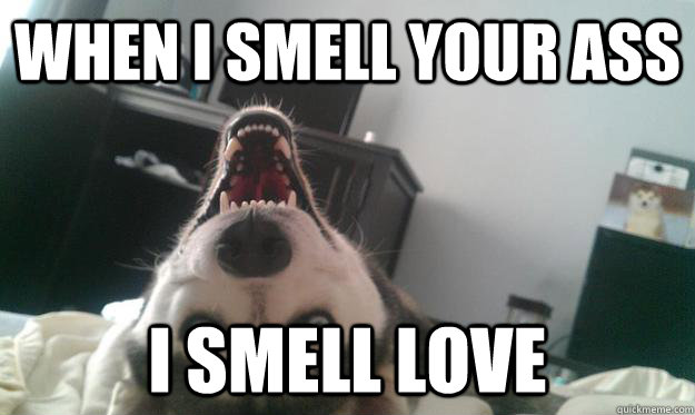 when i smell your ass i smell love - Over Obsessive Dog