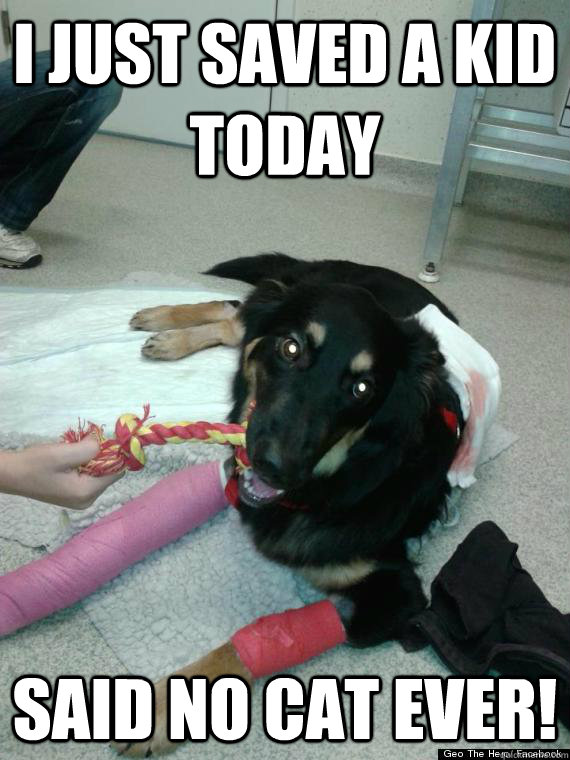 i just saved a kid today said no cat ever - so true...