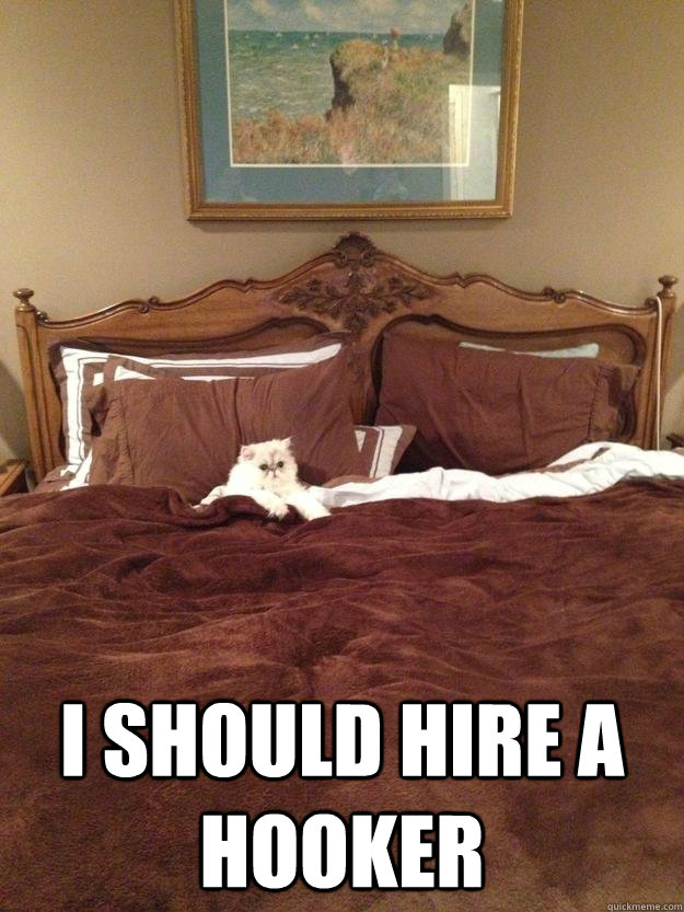 i should hire a hooker - Sophisticated Cat in Bed