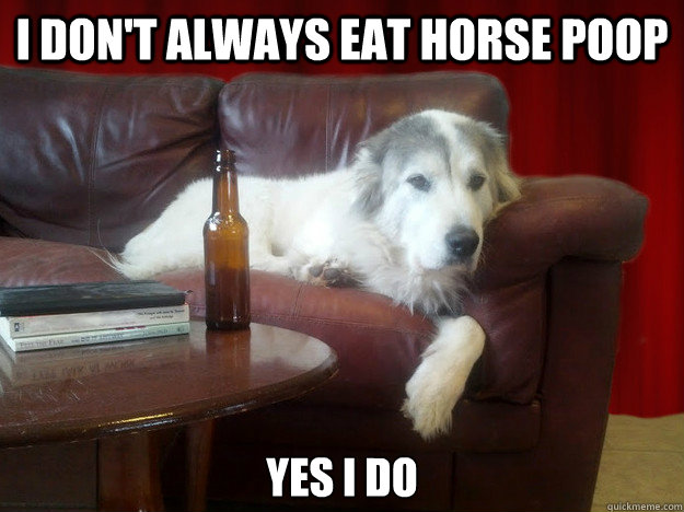i dont always eat horse poop yes i do - Most Interesting Dog