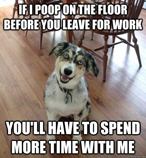 if i poop on the floor before you leave for work youll have - Overly Attached Dog