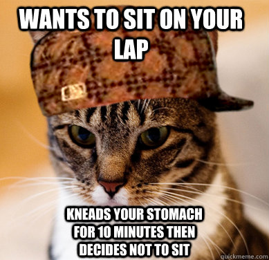 wants to sit on your lap kneads your stomach for 10 minutes - Scumbag Cat