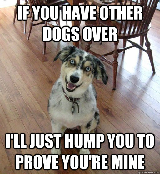 if you have other dogs over ill just hump you to prove you - Overly Attached Dog