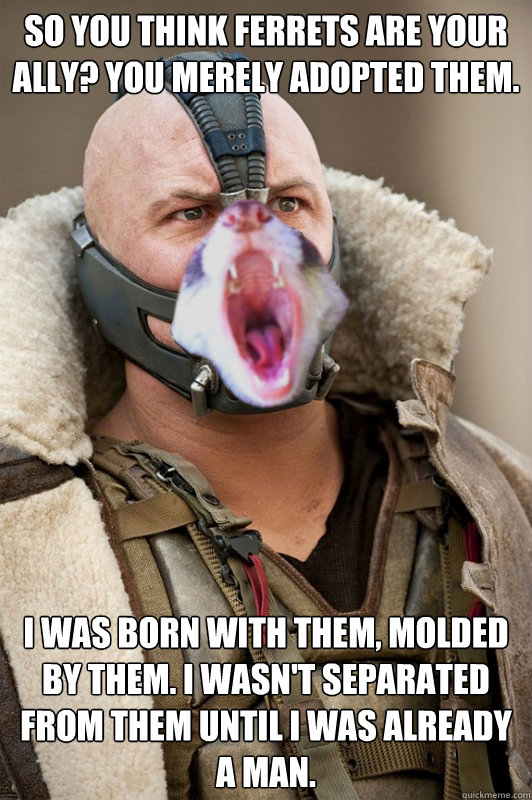 so you think ferrets are your ally you merely adopted them -