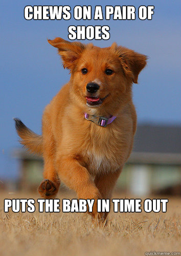 chews on a pair of shoes puts the baby in time out - Ridiculously Photogenic Puppy
