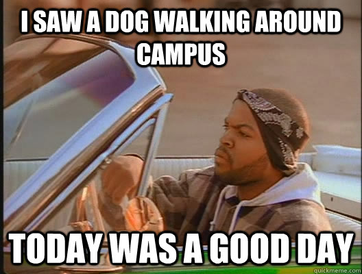 i saw a dog walking around campus today was a good day - today was a good day