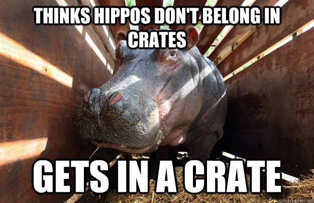 thinks hippos dont belong in crates gets in a crate - Hippo Crate