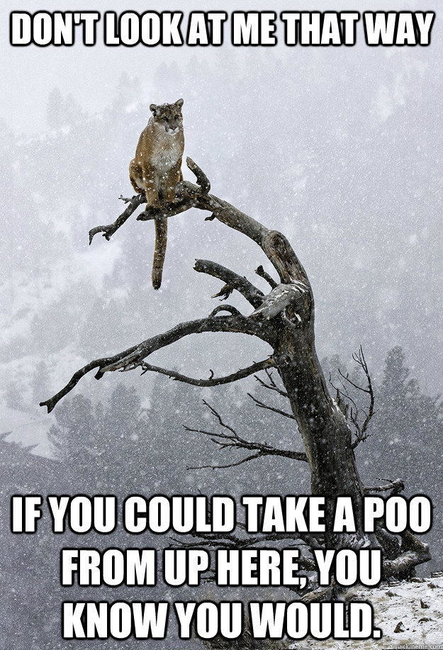 dont look at me that way if you could take a poo from up he - Go Cougs
