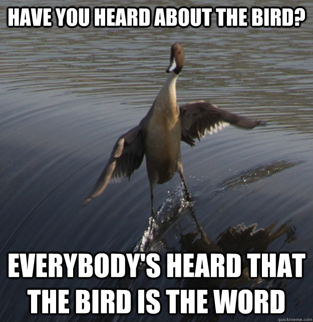 have you heard about the bird everybodys heard that the bi -