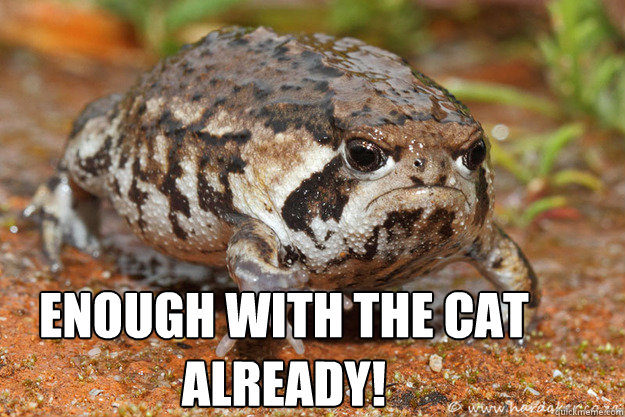 enough with the cat already -