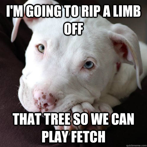 С интернета  Cute pitbulls, Funny dog pictures, Pitbulls