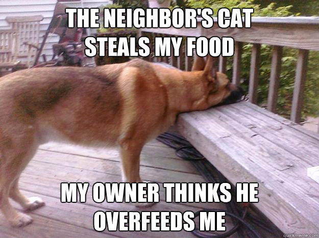 Dog Steals Food