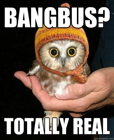 bangbus totally real - Snopeless Owl