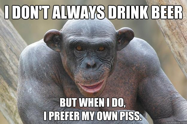 chimps drinking beer