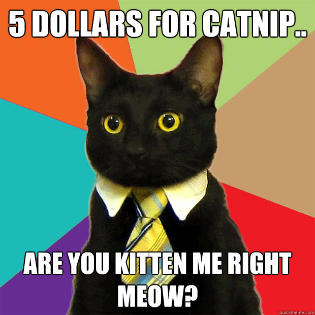 5 dollars for catnip are you kitten me right meow - Business Cat