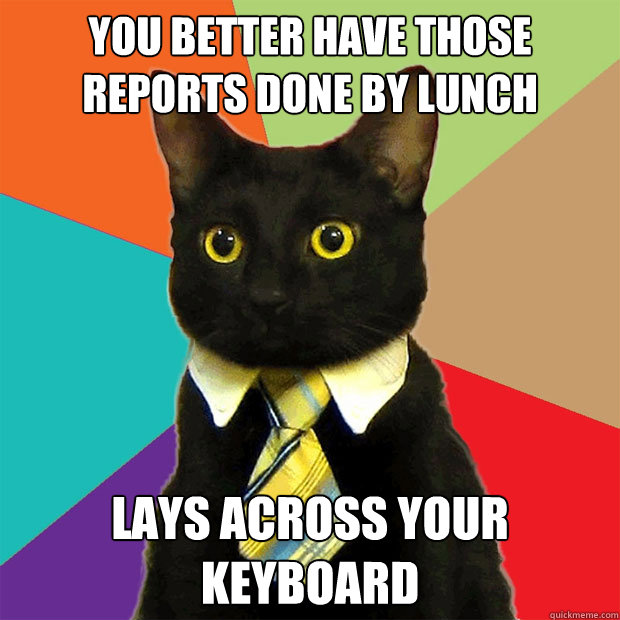 you better have those reports done by lunch lays across your - Business Cat