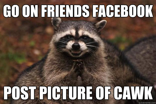 go on friends facebook post picture of cawk - Evil Plotting Raccoon