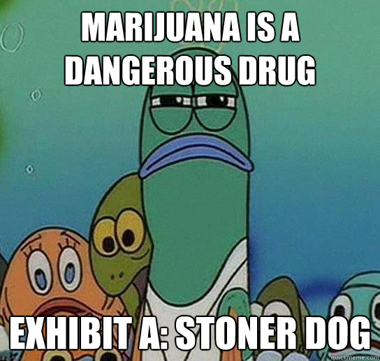 marijuana is a dangerous drug exhibit a stoner dog - Serious fish SpongeBob