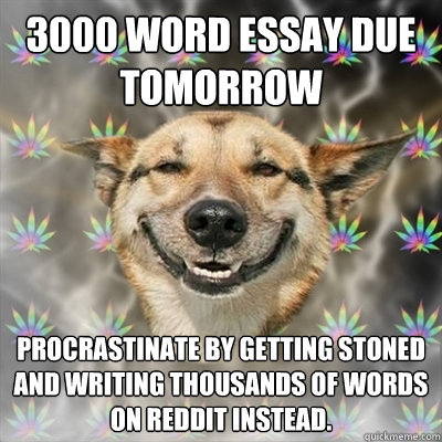 3000 word essay due tomorrow procrastinate by getting stoned - Stoner Dog
