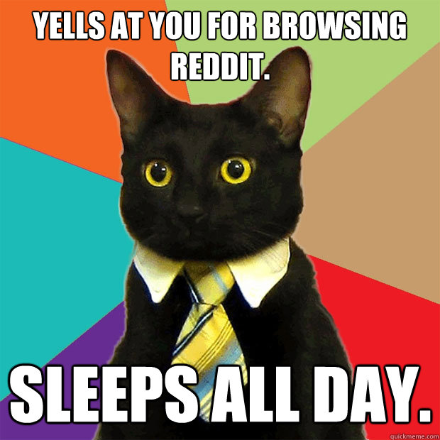 yells at you for browsing reddit sleeps all day - Business Cat