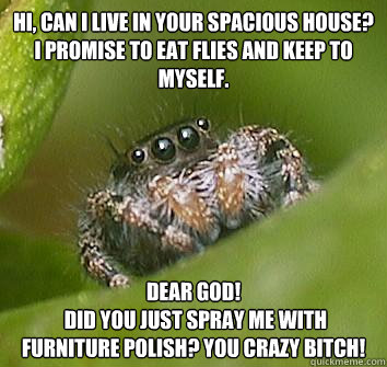 hi can i live in your spacious house i promise to eat flie - Misunderstood Spider