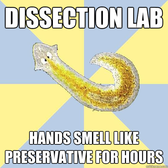planarian dissection